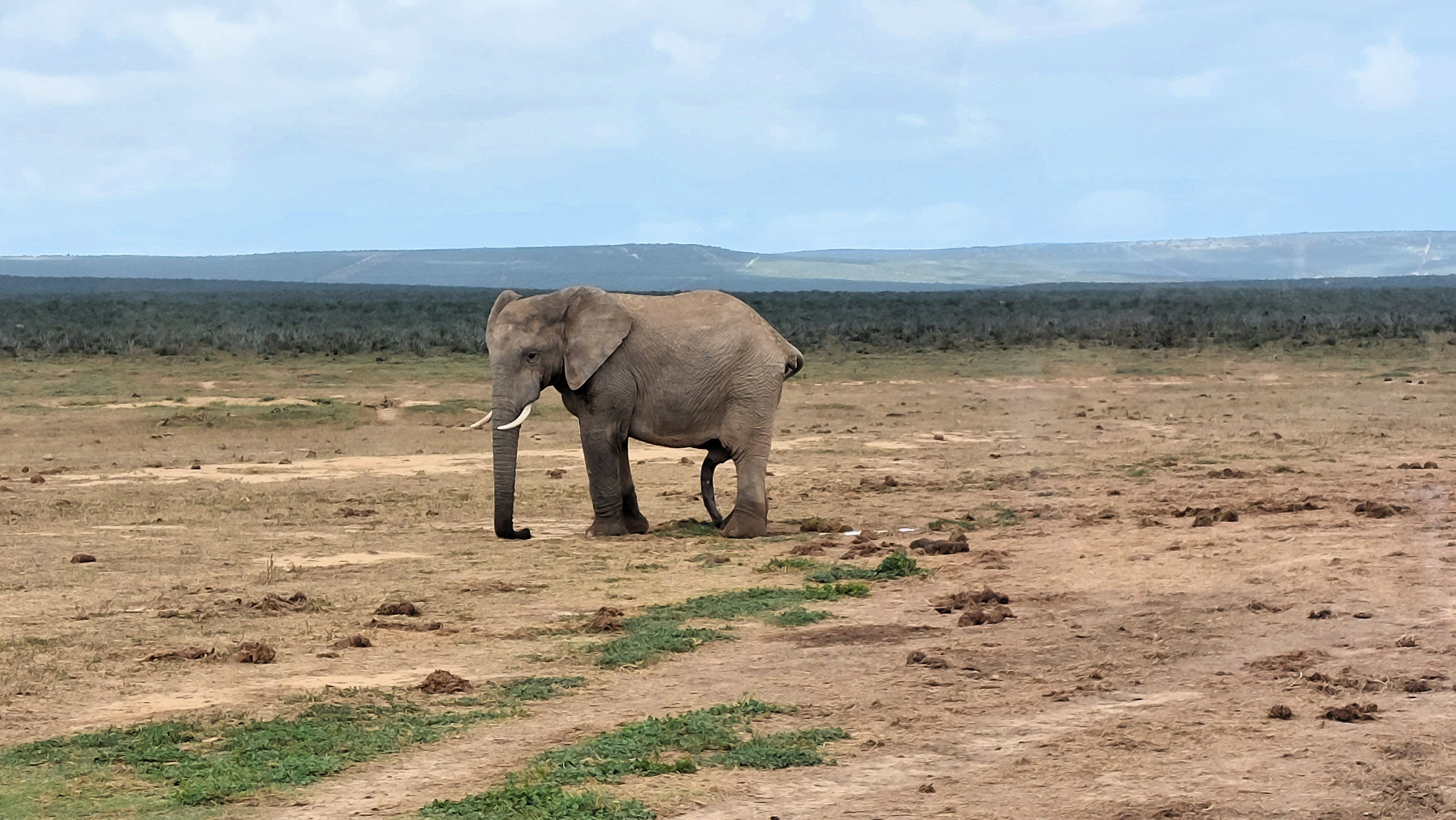 Elefant fotografert i Sør-Afrika — med tilsynelatende fem bein